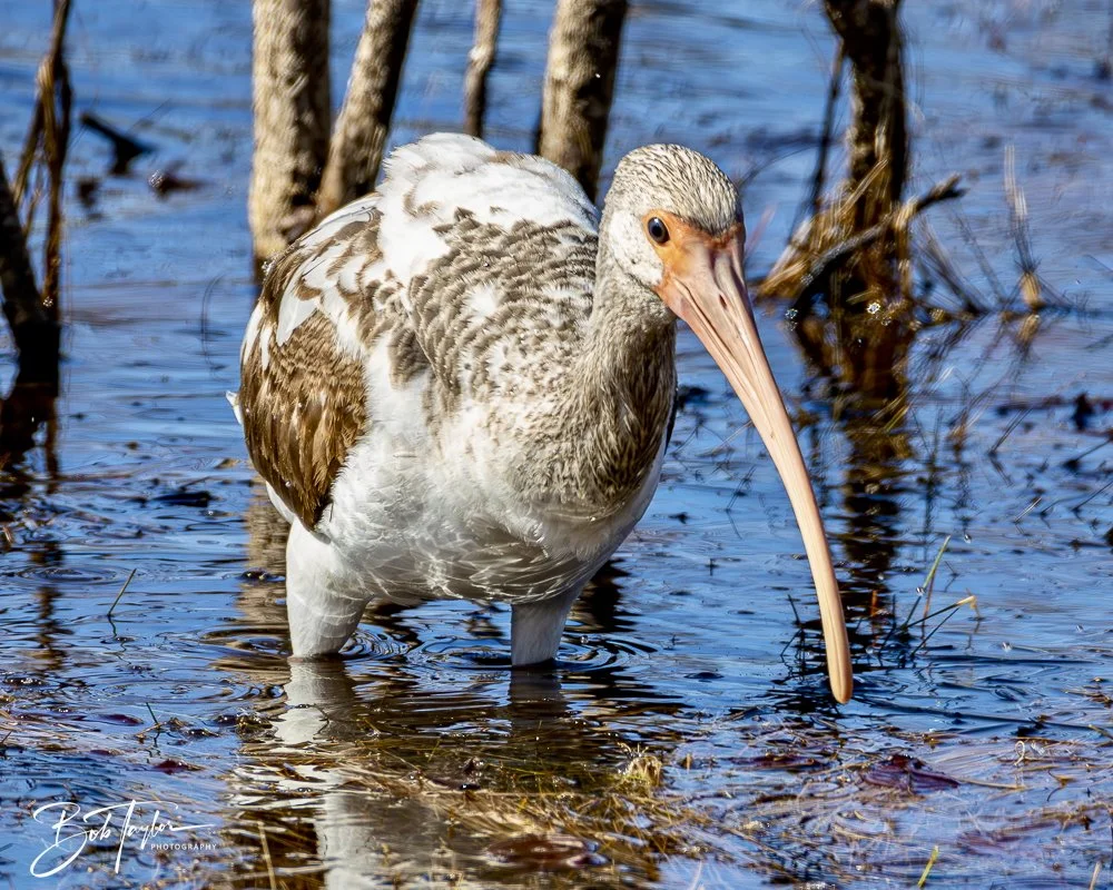 20250202-SASP Birds 1 -58.jpeg