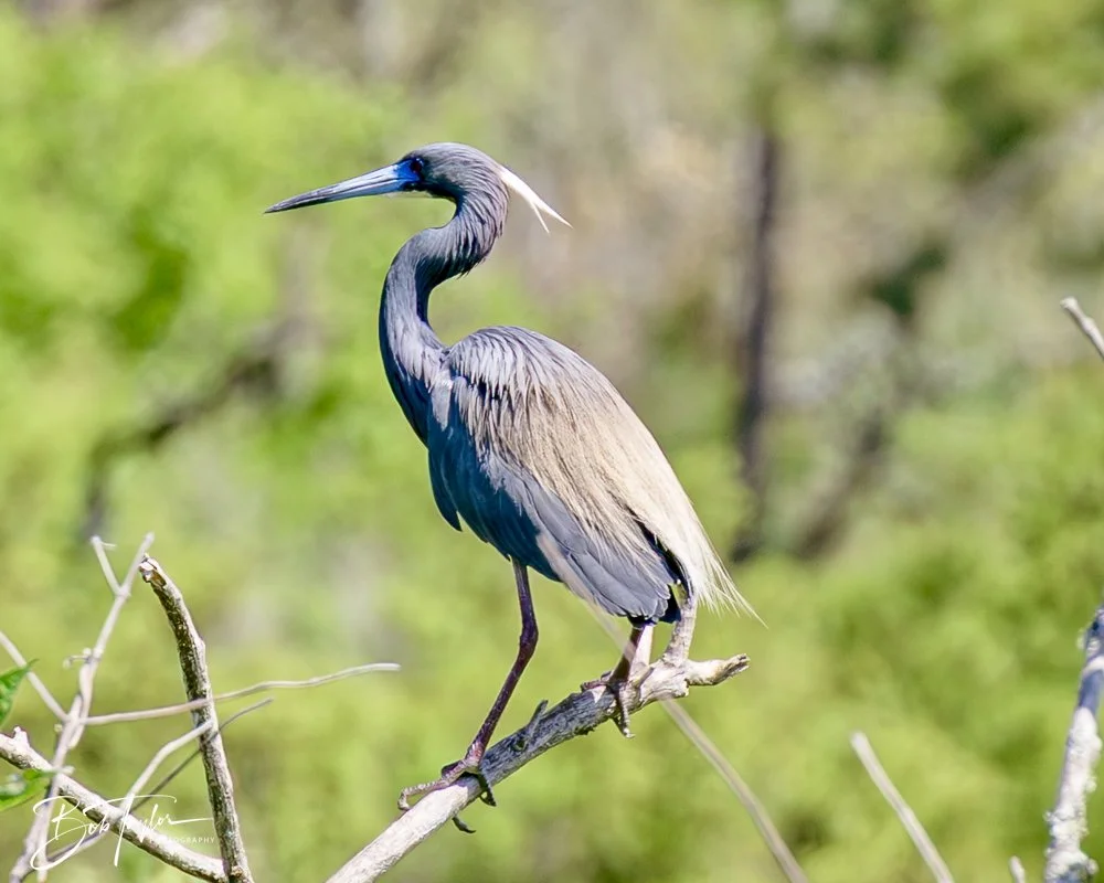 20250410-SASP Gator Lake -21.jpeg