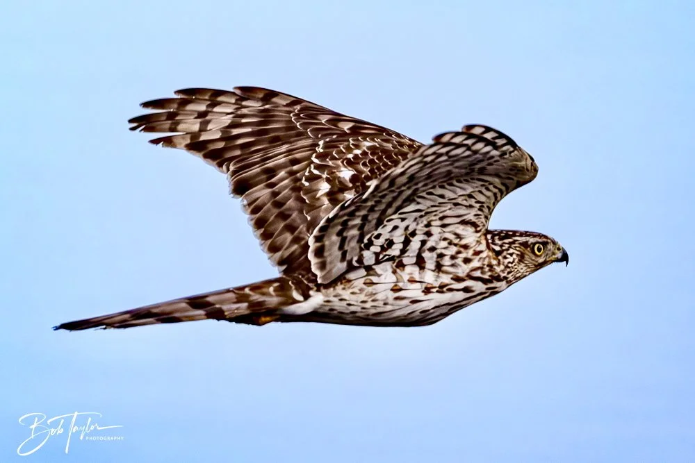 20250129-SASP Hawk -3.jpeg