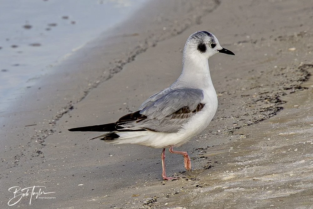 20250201-SASP Birds 1 -46.jpeg