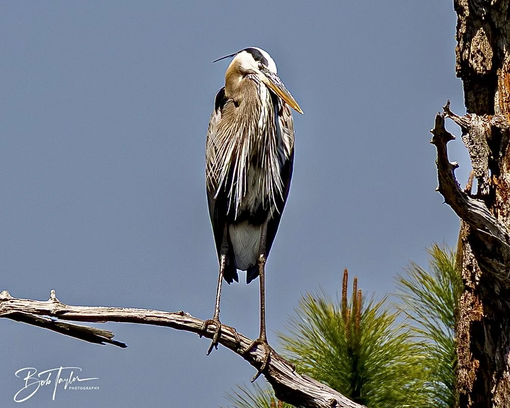 20250410-SASP Gator Lake -32.jpeg