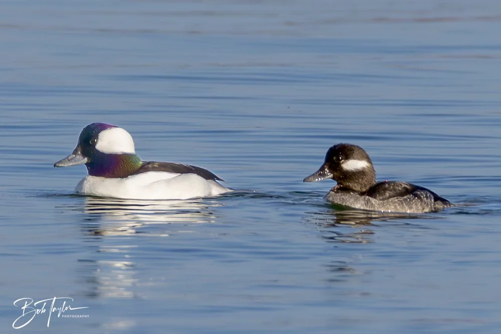 20250129-SASP Birds 1 -6.jpeg