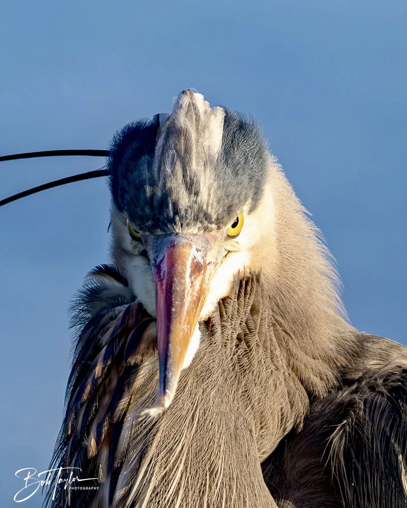 20250129-SASP Birds 1 -27.jpeg