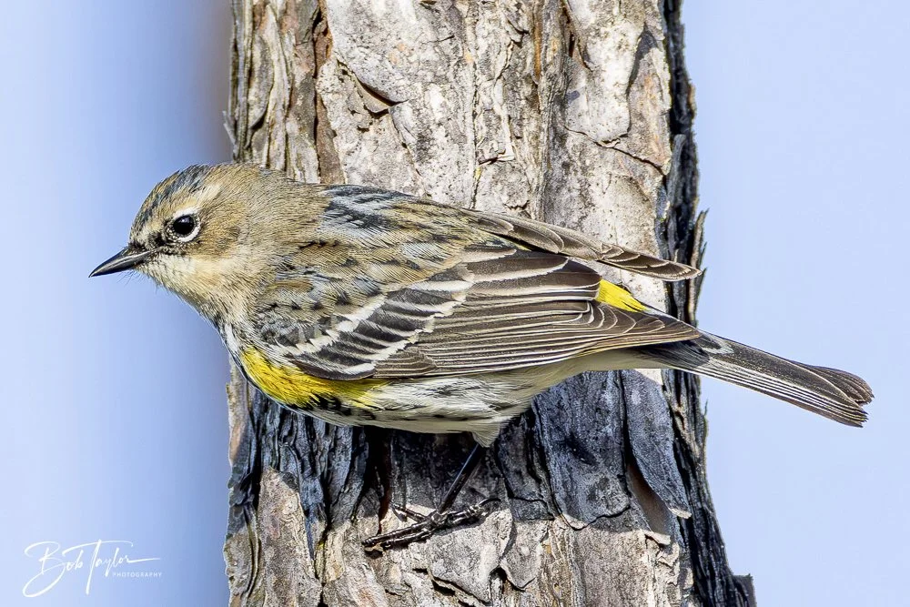 20250129-SASP Birds 1 -5.jpeg