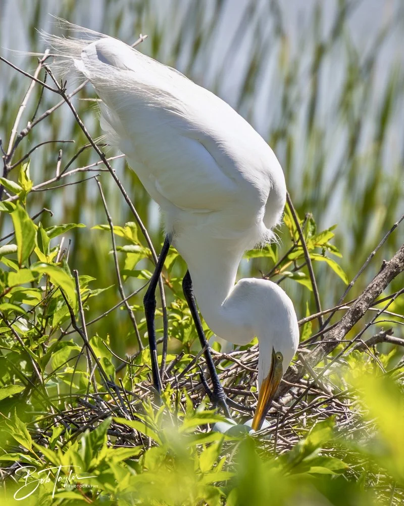 20250410-SASP Gator Lake -25.jpeg