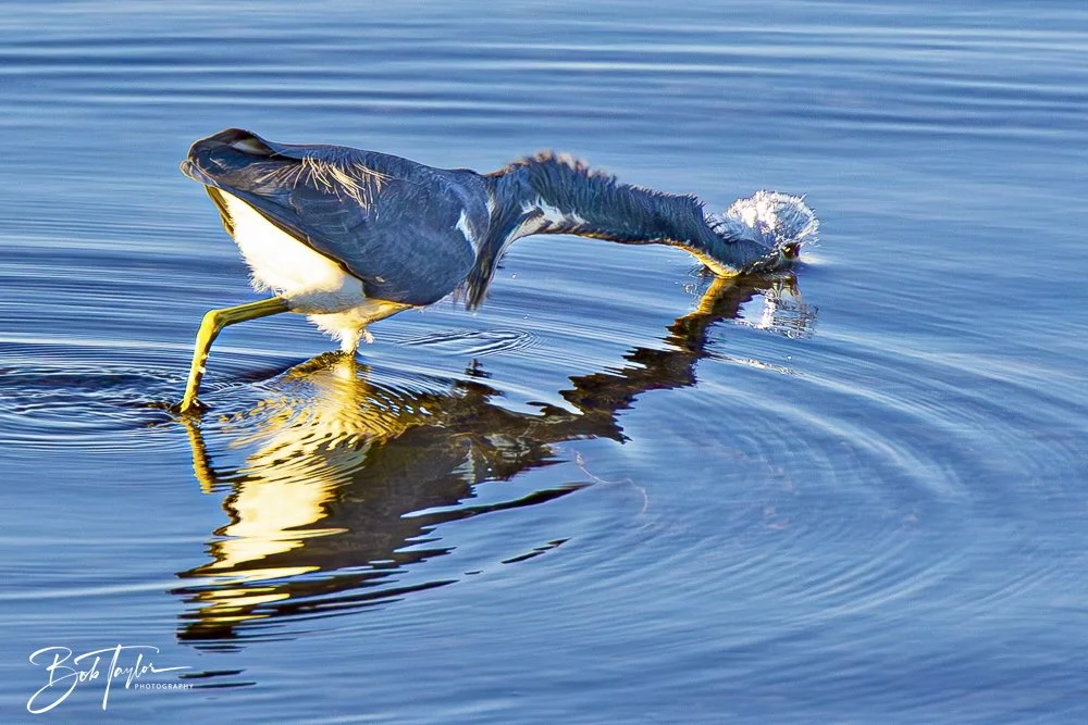 20250202-SASP Birds 1 -68.jpeg