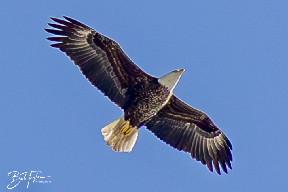 20250410-SASP Shoreline -31.jpeg