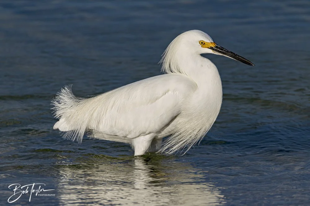 20250129-SASP Birds 1 -13.jpeg