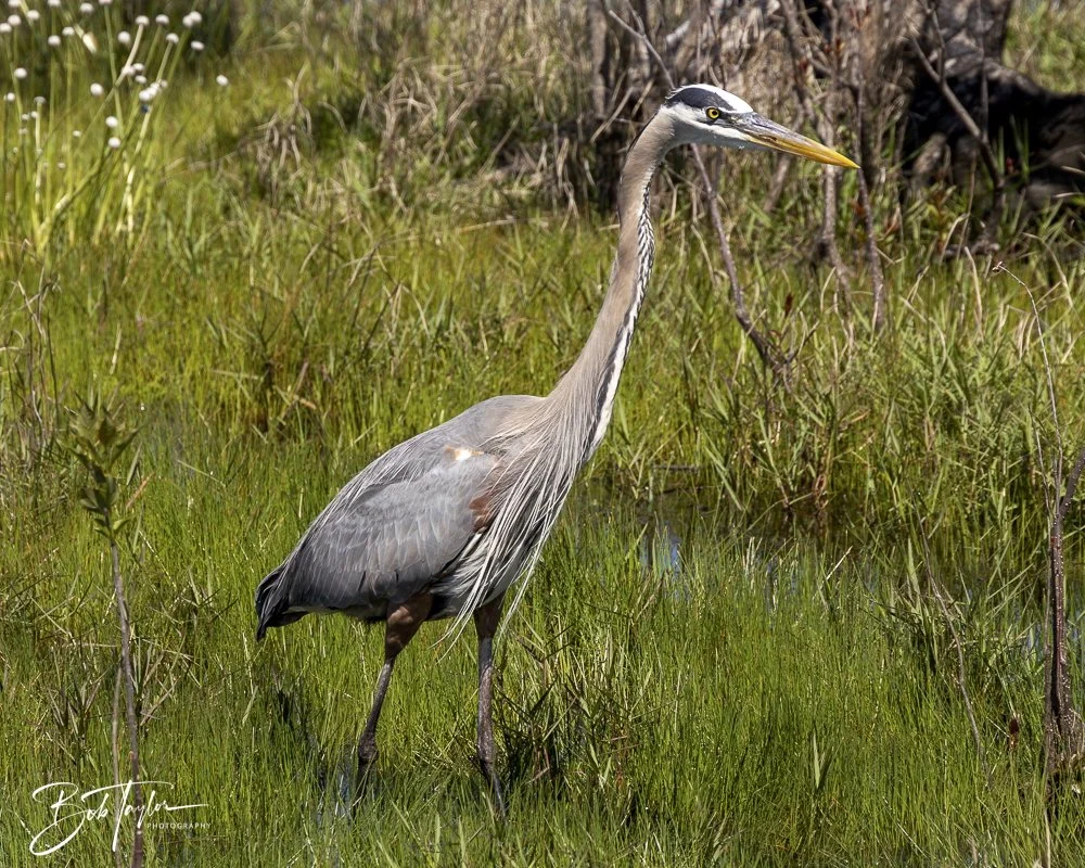 20250410-SASP Gator Lake -3.jpeg