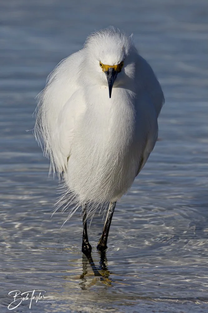 20250129-SASP Birds 1 -15.jpeg