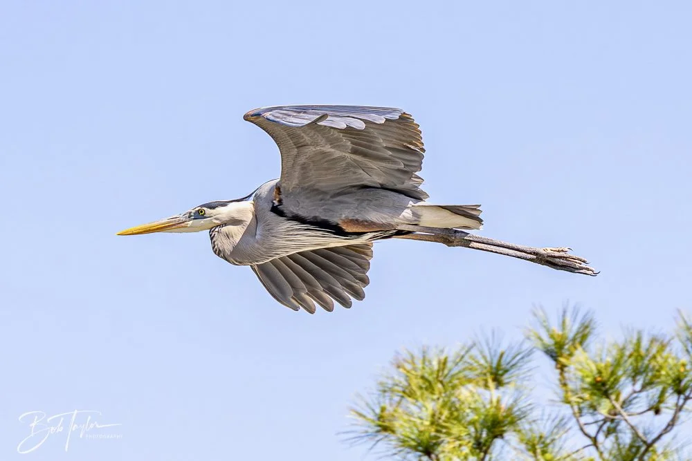 20250410-SASP Gator Lake -5.jpeg