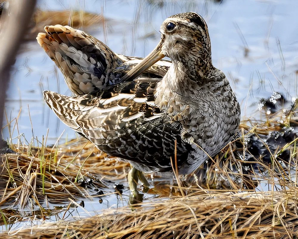 20250130-SASP Snipe -4.jpeg