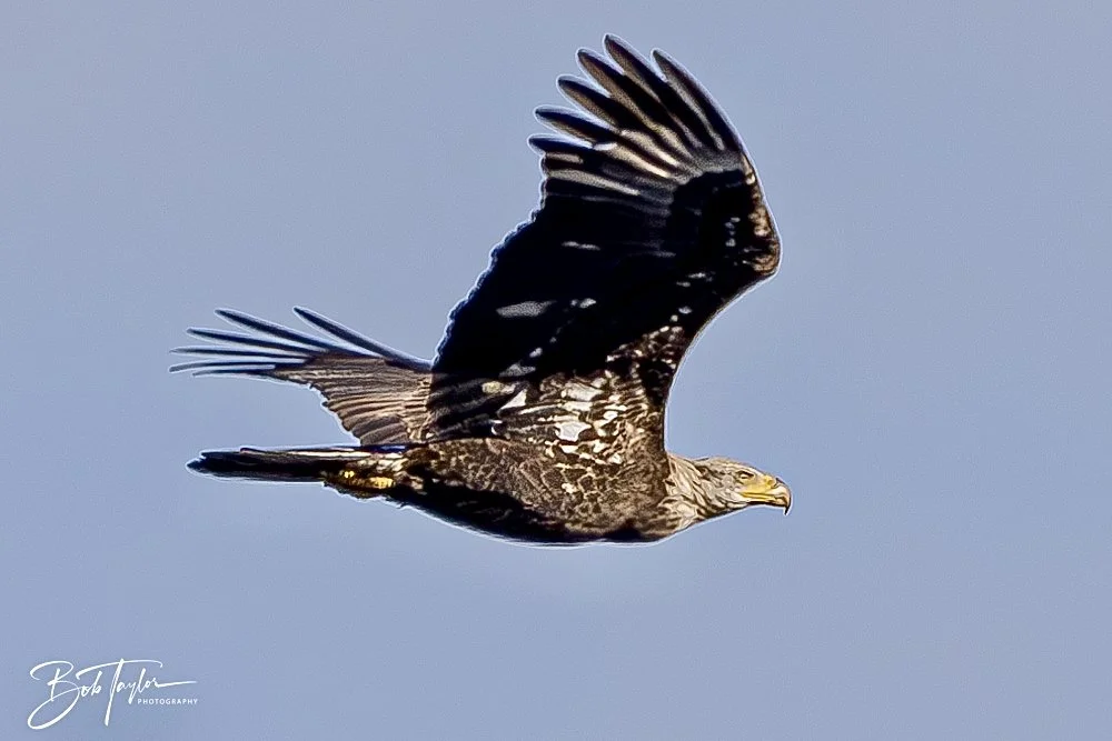 20250202-SASP Birds 1 -67.jpeg