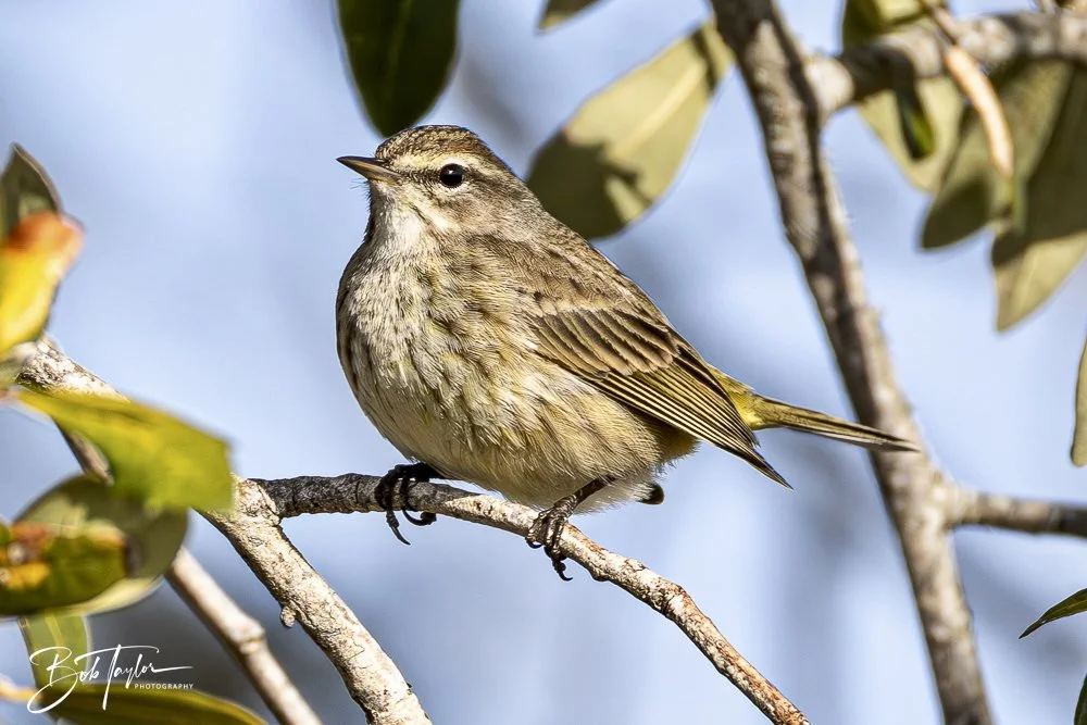 20250129-SASP Birds 1 -1.jpeg