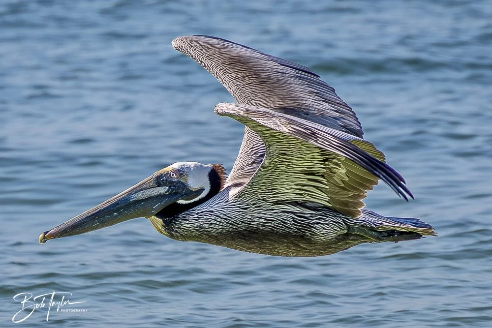 20250410-SASP Shoreline -15.jpeg