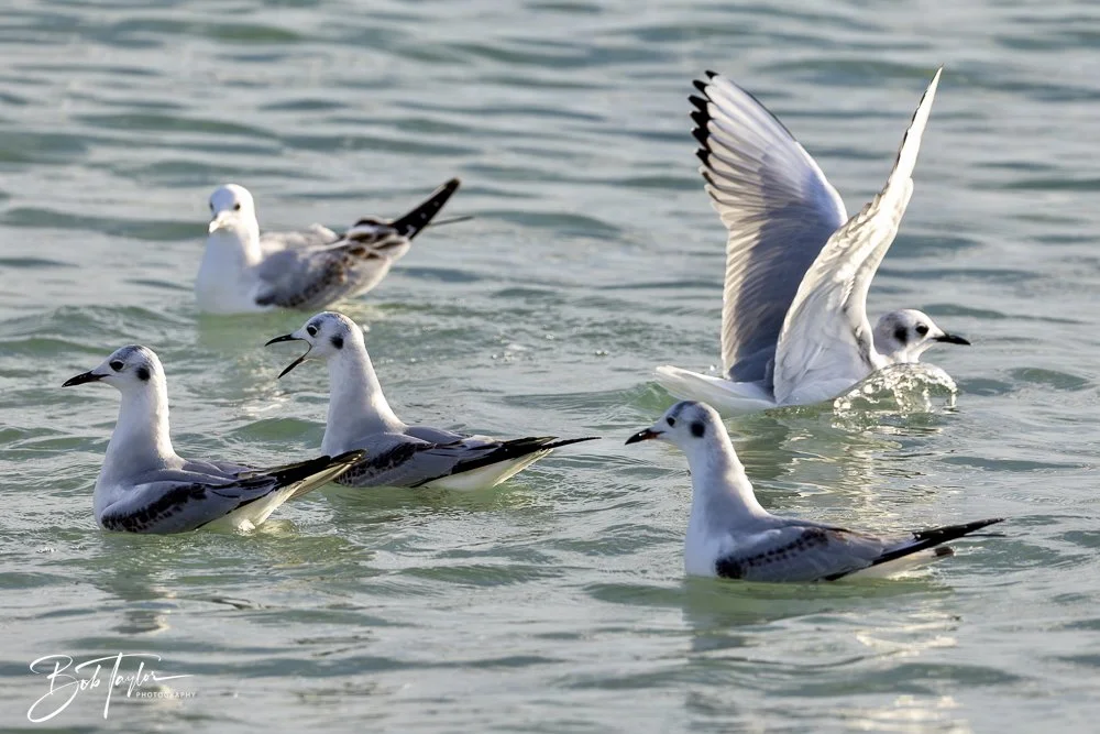 20250129-SASP Birds 1 -25.jpeg