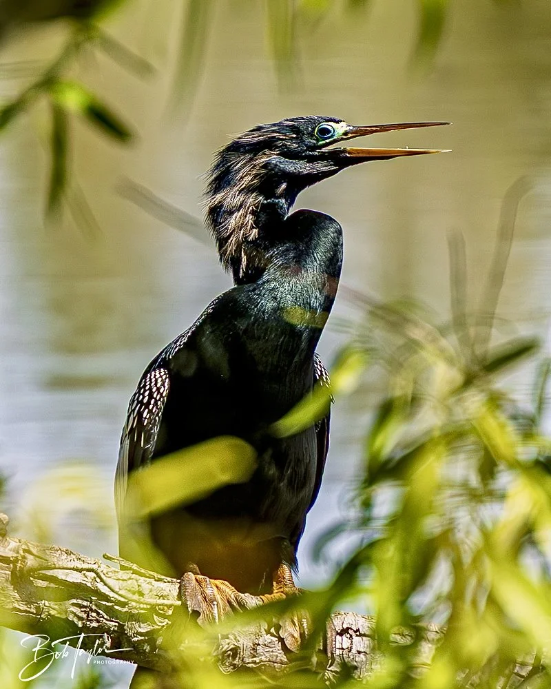 20250410-SASP Gator Lake -14.jpeg