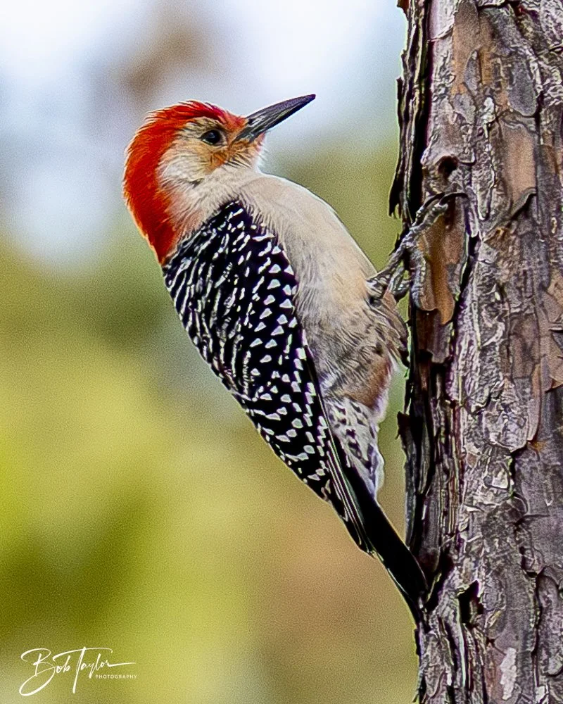 20250201-SASP Birds 1 -44.jpeg