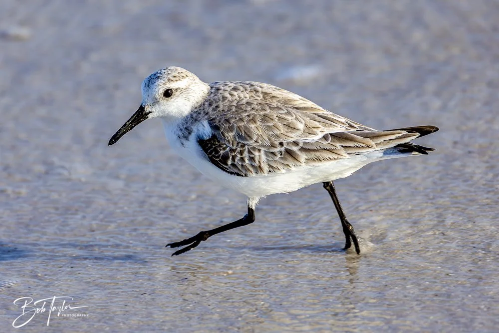 20250129-SASP Birds 1 -19.jpeg