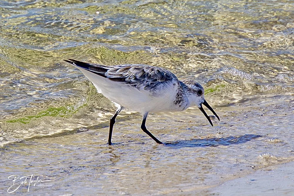 20250410-SASP Shoreline -21.jpeg