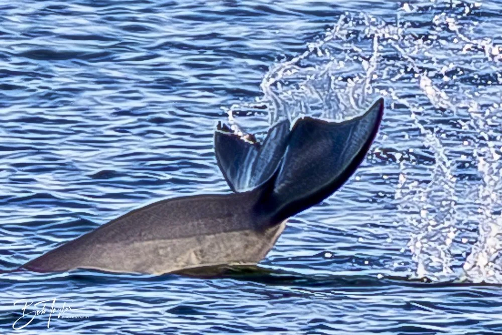 20250201-SASP Dolphins -2.jpeg