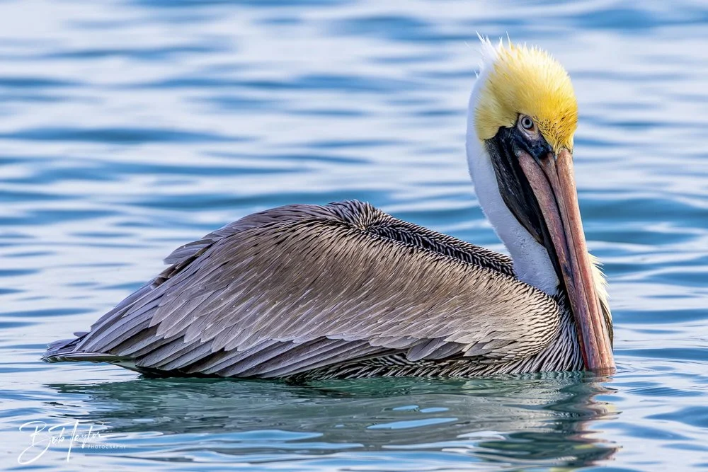 20250129-SASP Birds 1 -20.jpeg