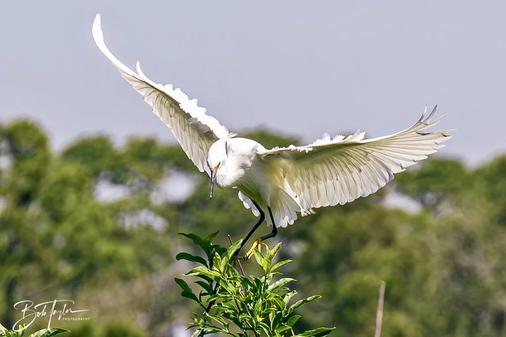 20250410-SASP Gator Lake -19.jpeg