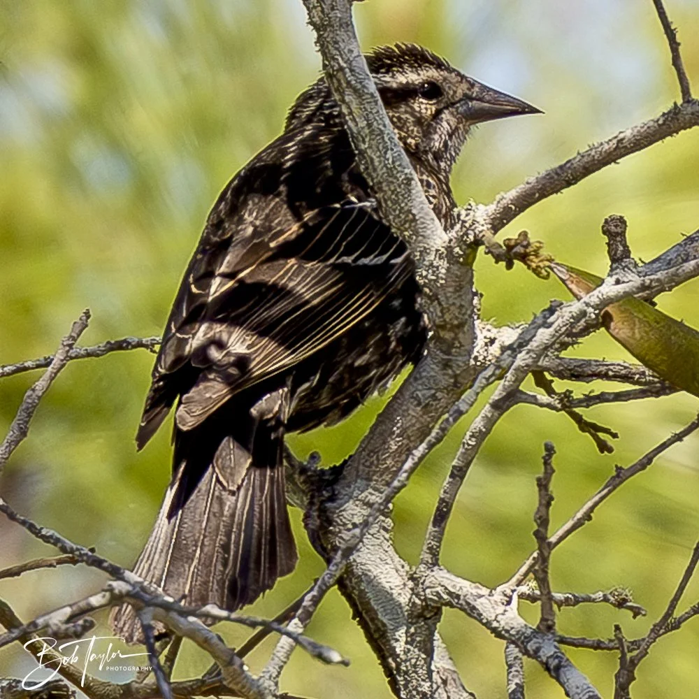 20250410-SASP Gator Lake -2.jpeg