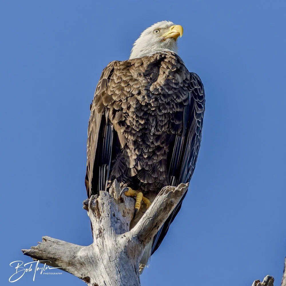 20250203-SASP Eagle -4.jpeg