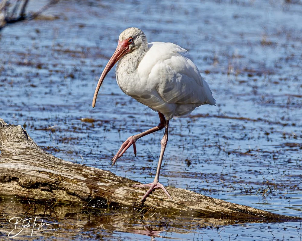 20250202-SASP Birds 1 -49.jpeg