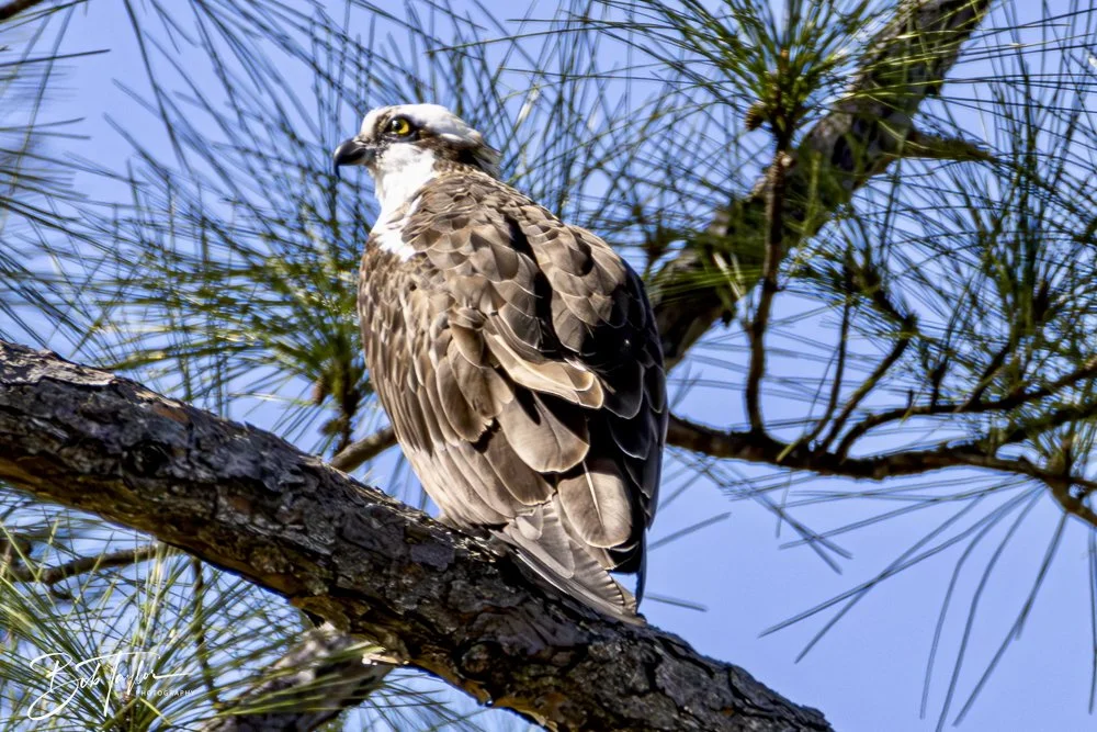 20250202-SASP Birds 1 -62.jpeg