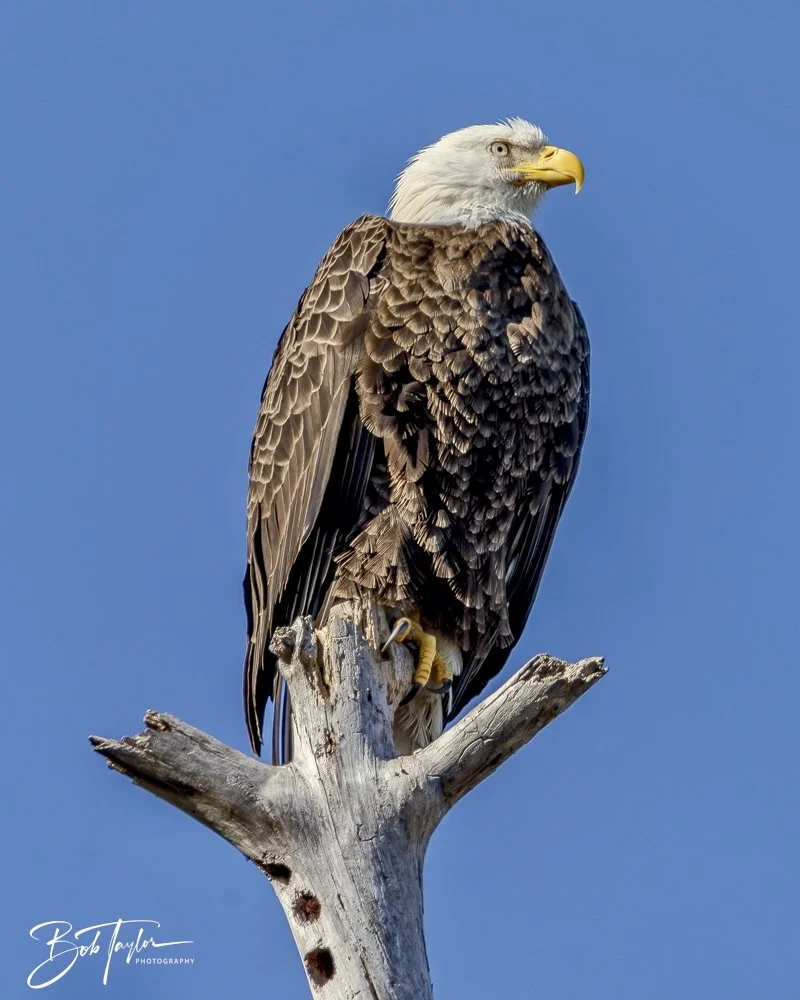 20250203-SASP Eagle -6.jpeg