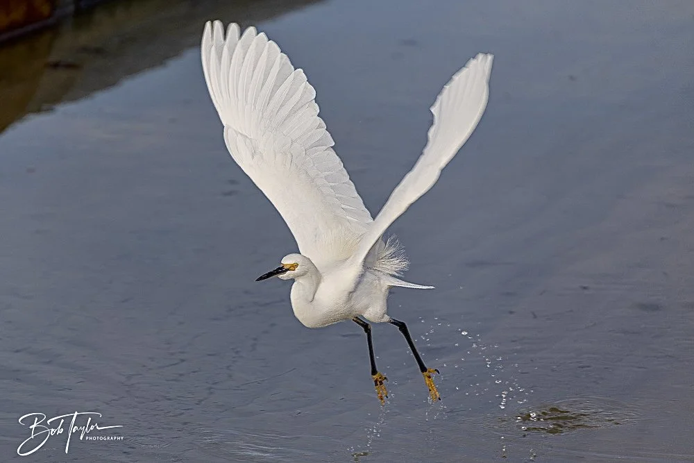 20250201-SASP Birds 1 -48.jpeg