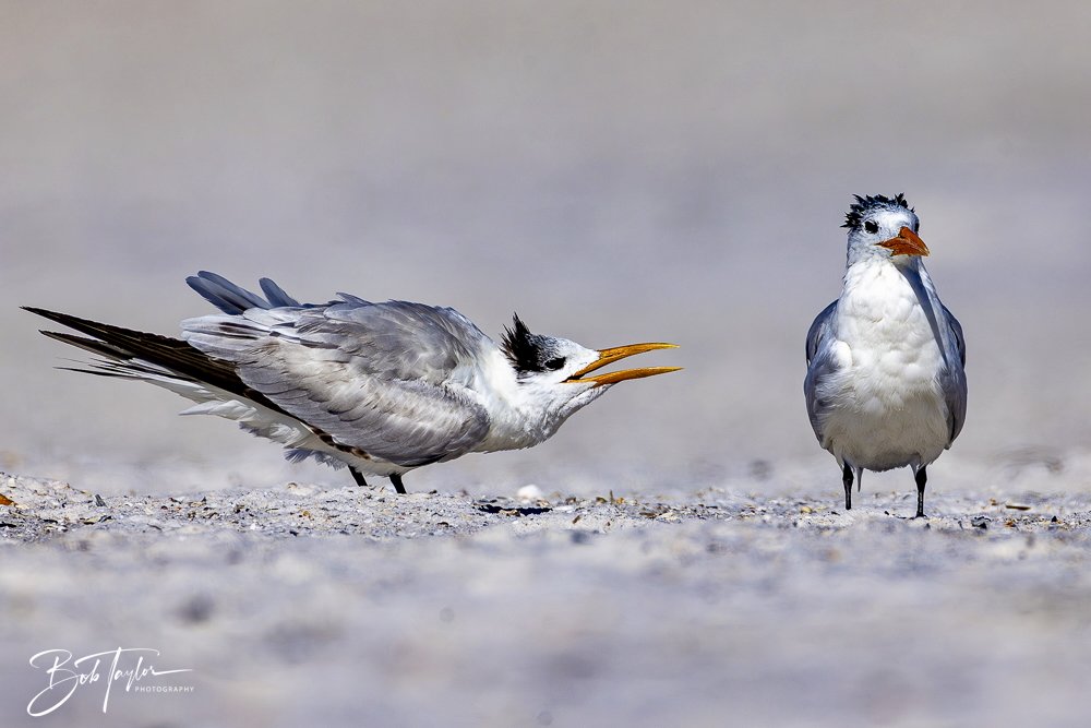 20250202-SASP Birds 1 -54.jpeg