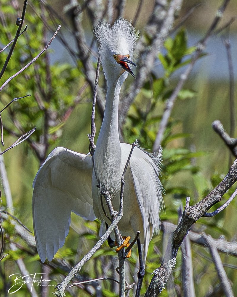 20250410-SASP Gator Lake -24.jpeg