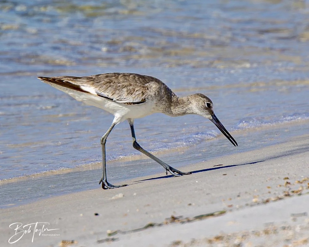 20250410-SASP Shoreline -13.jpeg