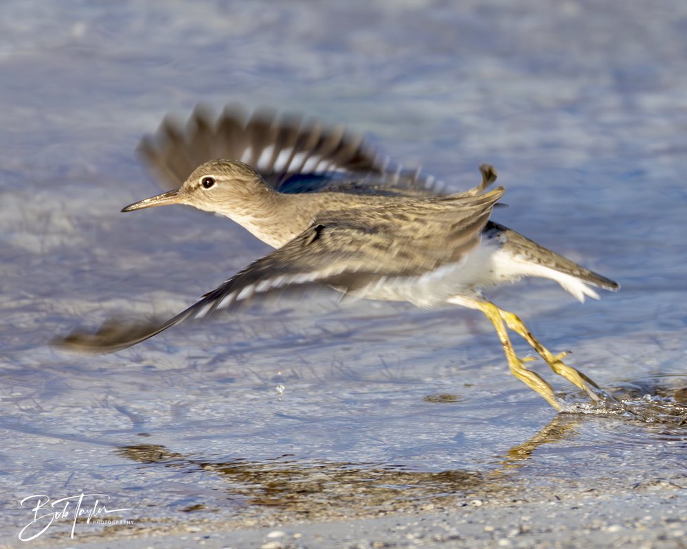 20250129-SASP Birds 1 -10.jpeg