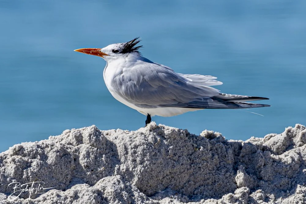 20250202-SASP Birds 1 -56.jpeg