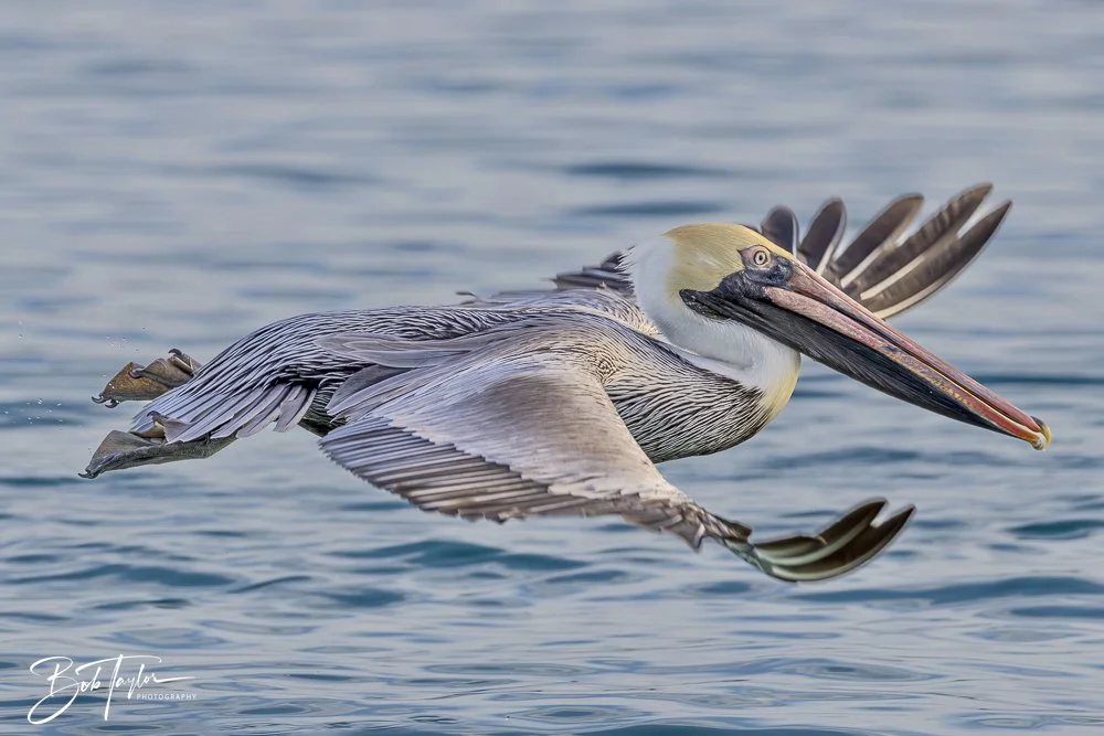 20250129-SASP Birds 1 -22.jpeg