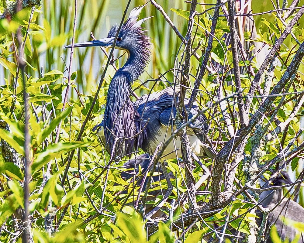 20250410-SASP Gator Lake -18.jpeg