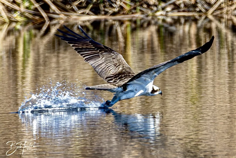 20250202-SASP Birds 1 -51.jpeg