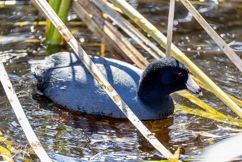 20250202-SASP Birds 1 -53.jpeg