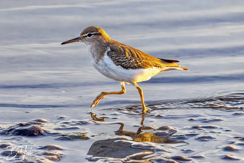 20250201-SASP Birds 1 -43.jpeg