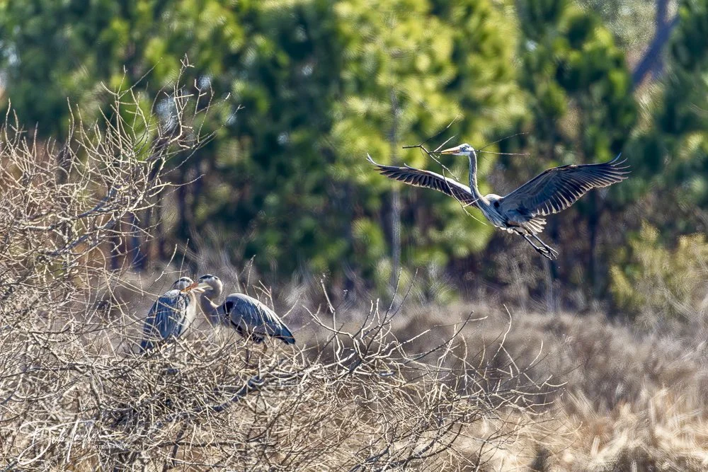 20250202-SASP Birds 1 -52.jpeg