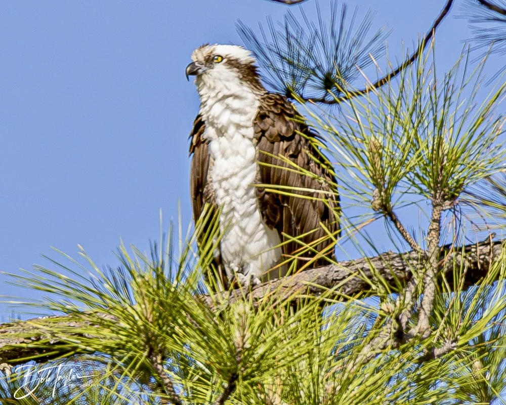 20250410-SASP Shoreline -4.jpeg