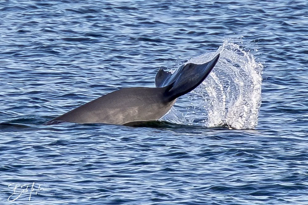 20250201-SASP Dolphins -1.jpeg