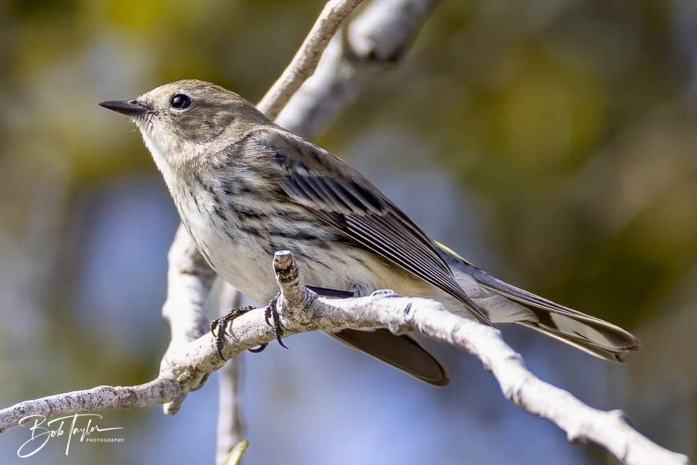 20250130-SASP Birds 1 -33.jpeg