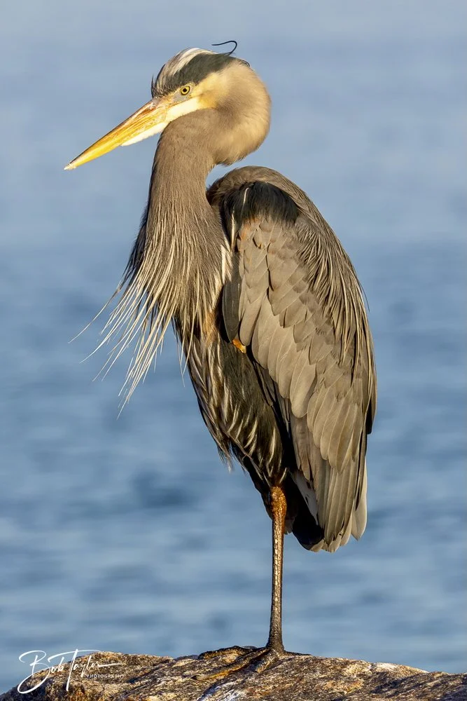 20250129-SASP Birds 1 -28.jpeg