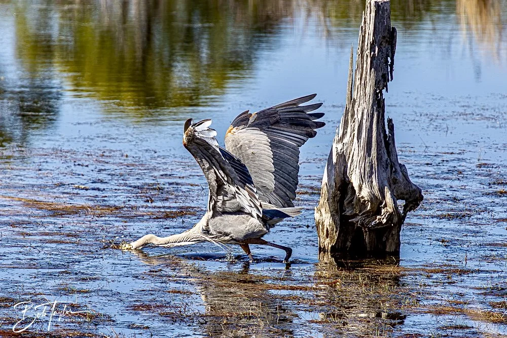 20250202-SASP Birds 1 -64.jpeg