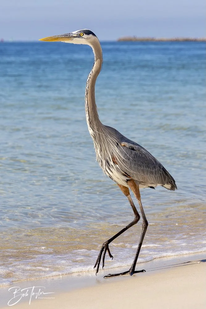 20250410-SASP Shoreline -11.jpeg